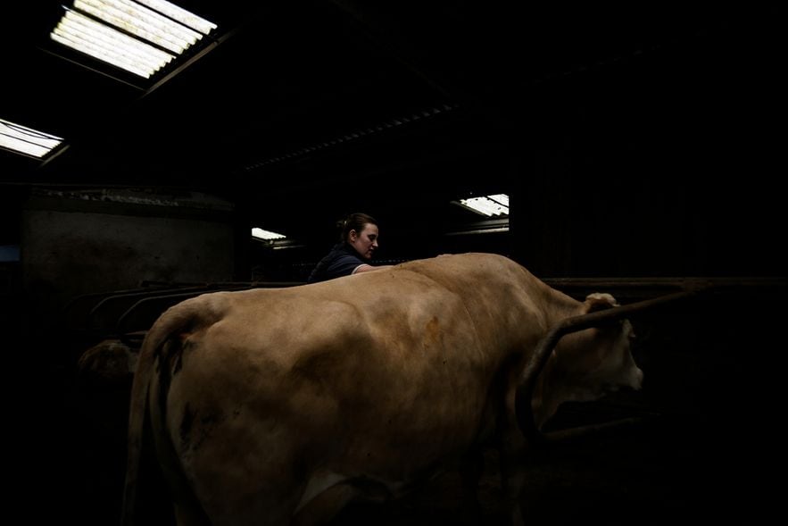 Melanie Flammarion Paillard prend soin d'une de ses vaches Simmentals, dans son exploitation de Haute-Marne, le 15 mai 2024